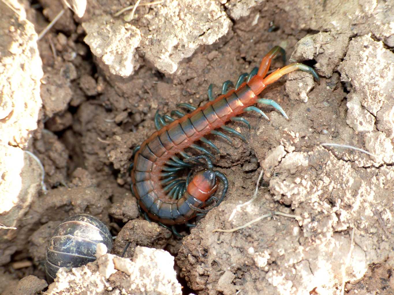 Scolopendra?